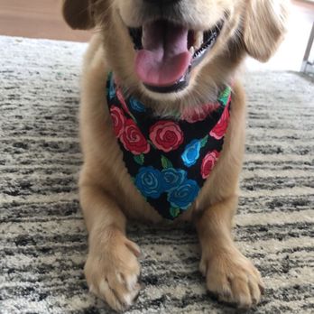 Gigis Pet Salon - Jax's first groom!! They did a great job (: - Pet Groomers Near Me - Arlington, Virginia