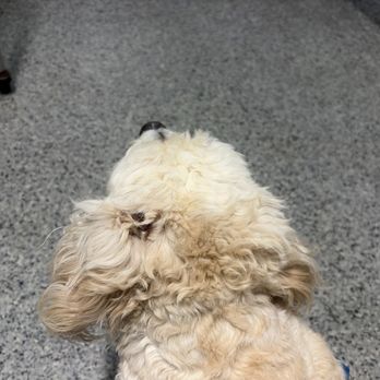 Incredible Petables - Before they had to cut his hair to see what was wrong - Pet Groomers Near Me - Selden, New York Incredible Petables - Before they had to cut his hair to see what was wrong - Pet Groomers Near Me - Selden, New York