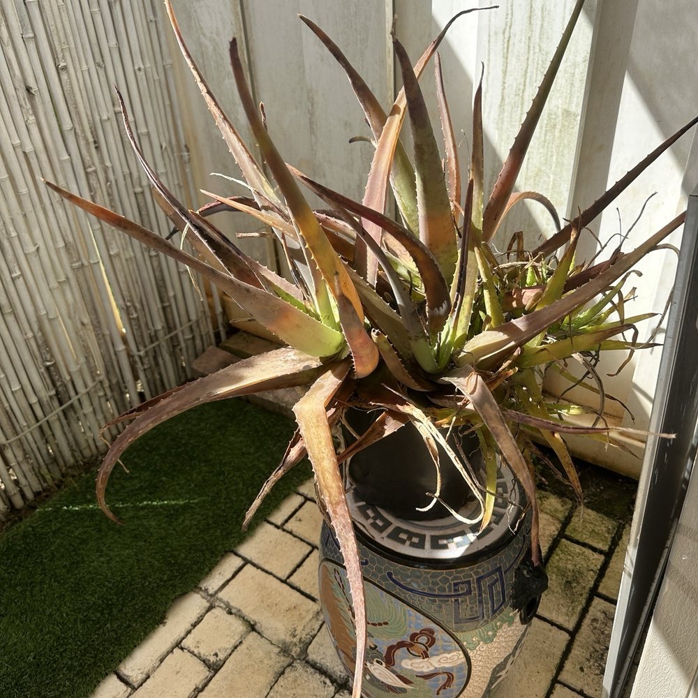 Pest Tech Hawaii - Pest Control Near Me - Honolulu, Hawaii Pest Tech Hawaii - Pest Control Near Me - Honolulu, Hawaii