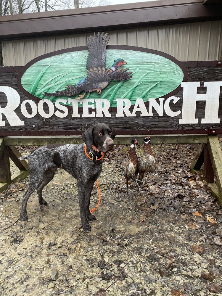 ROOSTER RANCH 7480 Germania Rd, Ubly, Michigan Sports Clubs Phone