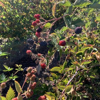 Berry Island Farms - Pick Your Own Farms Near Me - Gilroy, California Berry Island Farms - Pick Your Own Farms Near Me - Gilroy, California