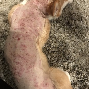 Groom & Board - Skin infection after bath due to unclean grooming tools and shampoo. Cost me $400 and not sure if he will get better. - Pet Groomers Near Me - Placentia, California