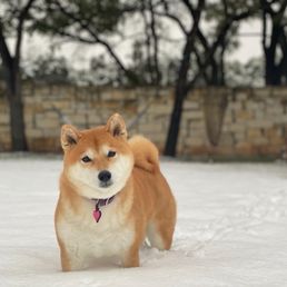 Beautiful Hanako in the snow Beautiful Hanako in the snow