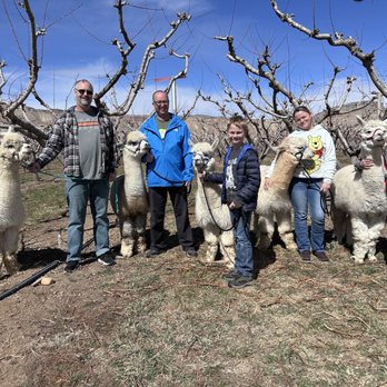 SunCrest Orchard Alpacas - Ranches Near Me - Palisade, Colorado SunCrest Orchard Alpacas - Ranches Near Me - Palisade, Colorado