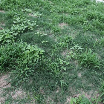 Midnight Mowing And Landscaping - Sod grass requested was Bermuda... I have several different grasses again - Lawn Services Near Me Midnight Mowing And Landscaping - Sod grass requested was Bermuda... I have several different grasses again - Lawn Services Near Me