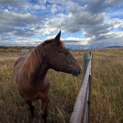 Diamond Cross Ranch - Pony in the paddock on property