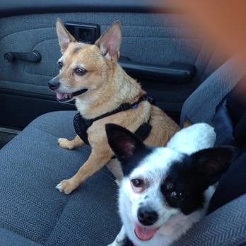 Camp Run-A-Mutt - Happy, clean, and their anal glands are in good shape now! :) - Pet Sitting Near Me - Chula Vista, California Camp Run-A-Mutt - Happy, clean, and their anal glands are in good shape now! :) - Pet Sitting Near Me - Chula Vista, California