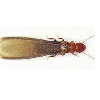 Advantage Termite & Pest Company - Pest Control Near Me - Ladera Ranch, California Advantage Termite & Pest Company - Pest Control Near Me - Ladera Ranch, California