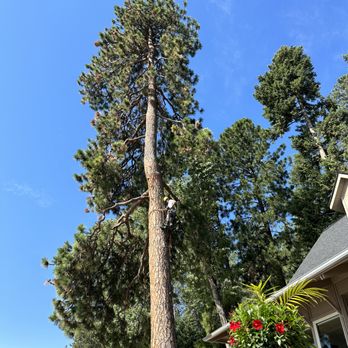 Roberson Excavation and Tree Service - a large pine tree - Tree Services Near Me Roberson Excavation and Tree Service - a large pine tree - Tree Services Near Me