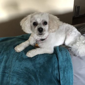 all star dog grooming