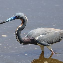 Nature Ninja Birding Tours