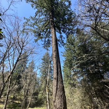 Hoyt Arboretum - 1982 Lightning strike up a Douglas Fir. Tree will regrow around, and will be unnoticeable in the future. - Botanical Gardens Near Me - Portland, Oregon