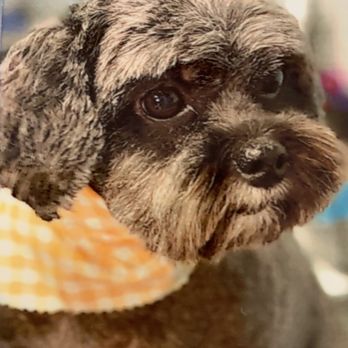 Floof Pet Grooming - Pepper after - look she has eyes! - Pet Groomers Near Me - Seattle, Washington Floof Pet Grooming - Pepper after - look she has eyes! - Pet Groomers Near Me - Seattle, Washington