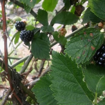 Lake Catherine Blueberries - Blackberries! - Fruits & Veggies Near Me - Groveland, Florida