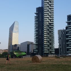 Wheatfield - Che strano vedere la mietitura in mezzo ai grattacieli #weatfield #pnsc #micoltivo