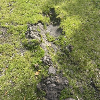 Optimum - Trucks tore up my lawn - Mobile Phones Near Me - Terrell, Texas Optimum - Trucks tore up my lawn - Mobile Phones Near Me - Terrell, Texas