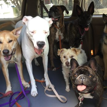 Dog Park Guy - Dog Walkers Near Me