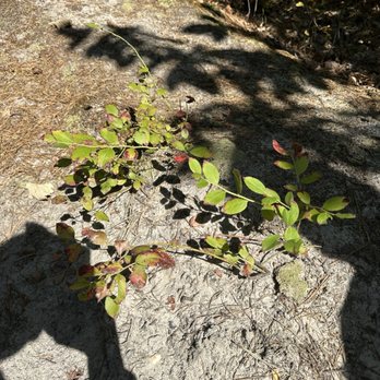 Blueberry Hill Trail - Hiking Near Me - Gibbsboro, New Jersey