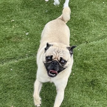 Barks A Lot Pet Resort - Catch me if you can ! - Pet Boarding Near Me - Round Rock, Texas Barks A Lot Pet Resort - Catch me if you can ! - Pet Boarding Near Me - Round Rock, Texas