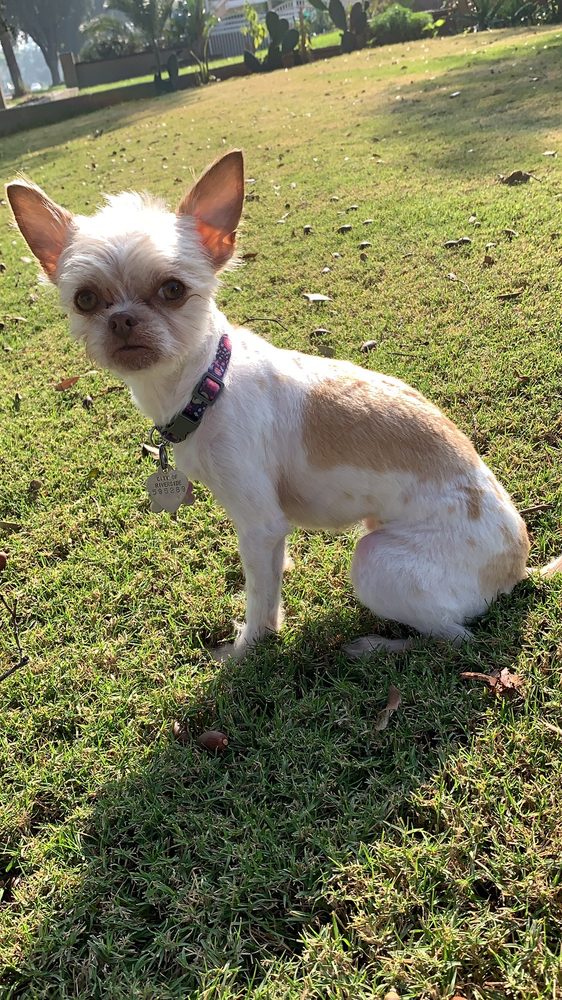 ASHLEY’S PET GROOMING 15 Photos & 19 Reviews Riverside, California