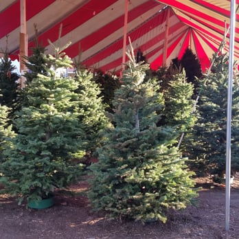 Christmas Trees 4 Less - Christmas Trees Near Me - Anaheim, California Christmas Trees 4 Less - Christmas Trees Near Me - Anaheim, California