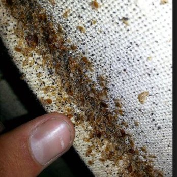 United Exterminators - Bed Bug infested bed in Yonkers - Pest Control Near Me - Yonkers, New York United Exterminators - Bed Bug infested bed in Yonkers - Pest Control Near Me - Yonkers, New York