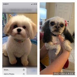 LEFT IS WHAT WE ASKED FOR, TEDDY BEAR CUT...right side is what we got. LEFT IS WHAT WE ASKED FOR, TEDDY BEAR CUT...right side is what we got.