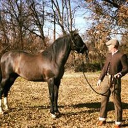 Carolyn Carroll Dressage
