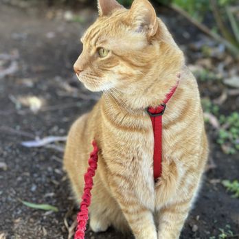 Paws Into Grace - Kitty Boots 007 last walk .... - Pet Cremation Services Near Me - Escondido, California