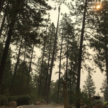 Tree Pro Tree Service - After - Tree Services Near Me - Penryn, California Tree Pro Tree Service - After - Tree Services Near Me - Penryn, California