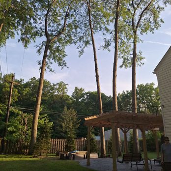 Black Bear Services - Tree Services Near Me Black Bear Services - Tree Services Near Me