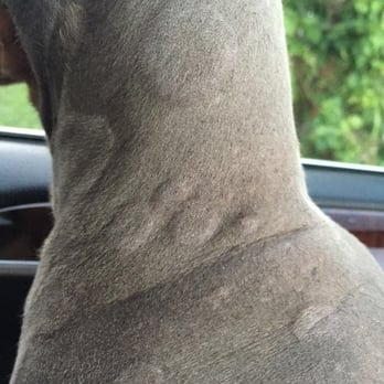 Texas Pet Resort - Welts on my dachshund that we noticed as soon as we got into the car after picking him up at Texas Pet Resort - Pet Sitting Near Me - Harlingen, Texas
