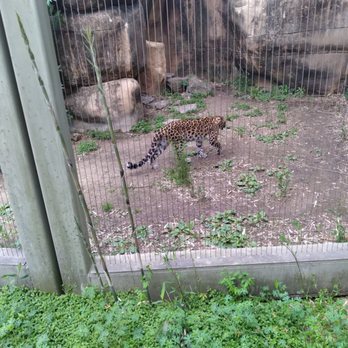 Memphis Zoo - Zoos Near Me - Memphis, Tennessee Memphis Zoo - Zoos Near Me - Memphis, Tennessee