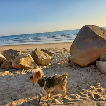 Rincon Parkway Campground - Happy camper Kiba - Campgrounds Near Me - Ventura, California Rincon Parkway Campground - Happy camper Kiba - Campgrounds Near Me - Ventura, California