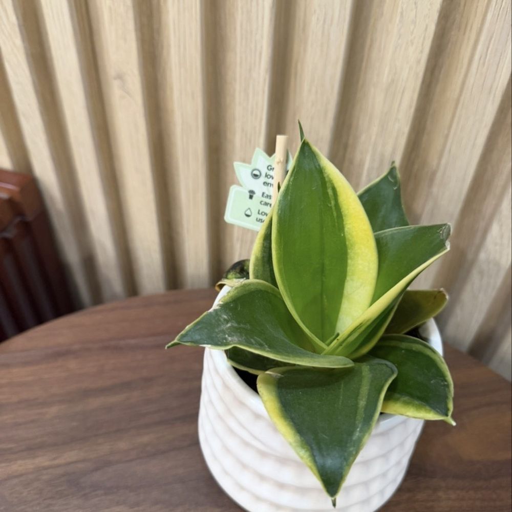 iBowl - Planted on the table - Japanese Curry Near Me - San Francisco, California iBowl - Planted on the table - Japanese Curry Near Me - San Francisco, California