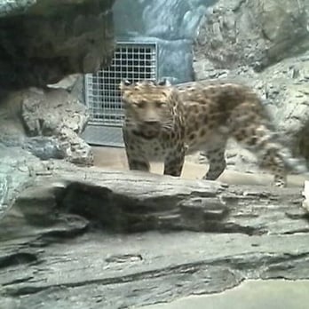 Denver Zoo - Zoos Near Me - Denver, Colorado Denver Zoo - Zoos Near Me - Denver, Colorado