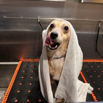 Nooga Paws - Oliver getting a bath - Pet Stores Near Me - Chattanooga, Tennessee Nooga Paws - Oliver getting a bath - Pet Stores Near Me - Chattanooga, Tennessee