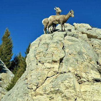 Yellowstone Excursions - Tours Near Me