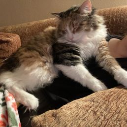 My sweet cat, Larry