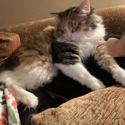 Regal Veterinary Clinic - My sweet cat, Larry