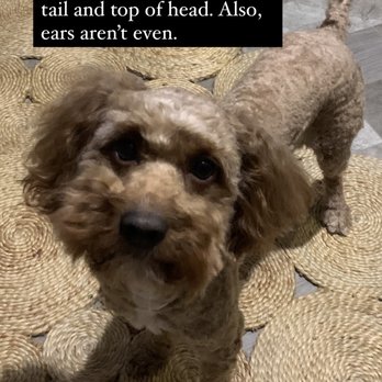 Dog Wash Spa Cedar Park - Pet Groomers Near Me - Cedar Park, Texas Dog Wash Spa Cedar Park - Pet Groomers Near Me - Cedar Park, Texas