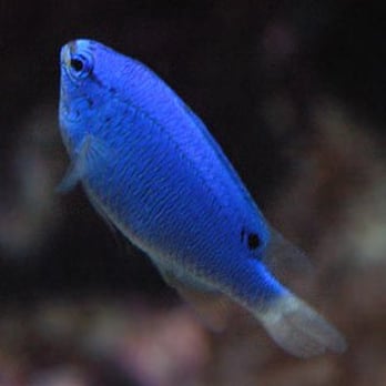 Neon Gecko - Official Website - Hobby Shops Near Me - Glasgow, GLG