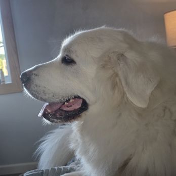 Pivotal Dog Training - Pet Training Near Me Pivotal Dog Training - Pet Training Near Me