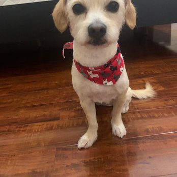 Pet's Plaza Grooming - Wonton's hair cut - Pet Groomers Near Me - Westminster, California