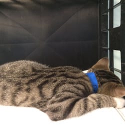 Tulsa SPCA - Sleepy kitty for adoption