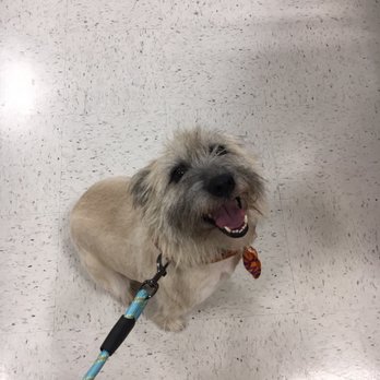 PetSmart - Semi-groomed polar bear - Pet Stores Near Me - Monroeville, Pennsylvania