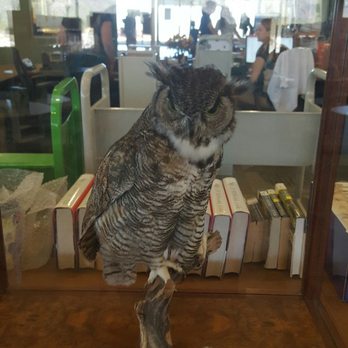 White Tank Library - Great horned owl at the book checkout - Libraries Near Me - Waddell, Arizona White Tank Library - Great horned owl at the book checkout - Libraries Near Me - Waddell, Arizona