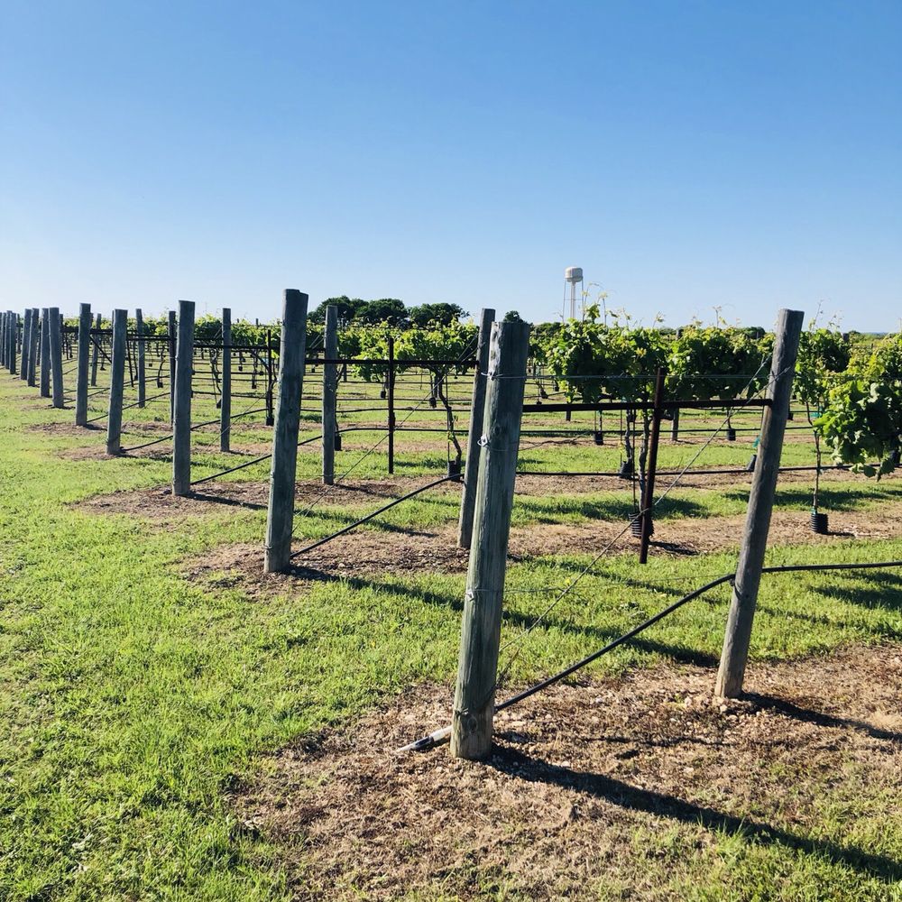 Vineyards you can walk through