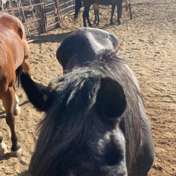 Just Horsin' Around Horse Camp - Summer Camps Near Me Just Horsin' Around Horse Camp - Summer Camps Near Me