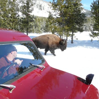 Yellowstone Alpen Guides Co - Jake hiding from the bison - Tours Near Me - West Yellowstone, Montana Yellowstone Alpen Guides Co - Jake hiding from the bison - Tours Near Me - West Yellowstone, Montana